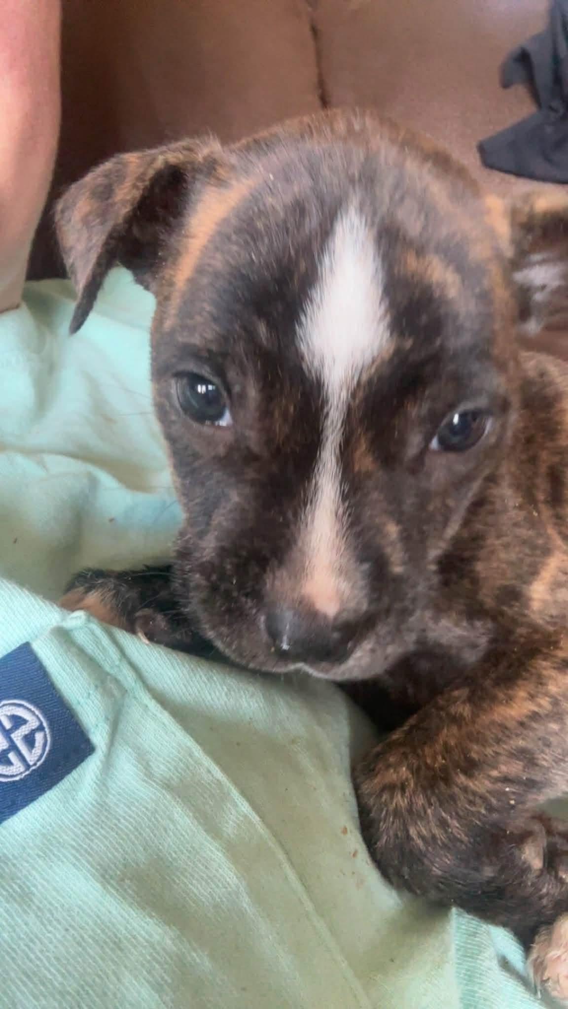 Lilo, a ADOPTABLE mixed breed in Kannapolis, NC image 3/3