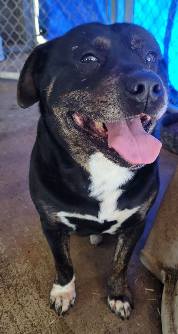 Gip, Adopted, Adult Male Rottweiler.