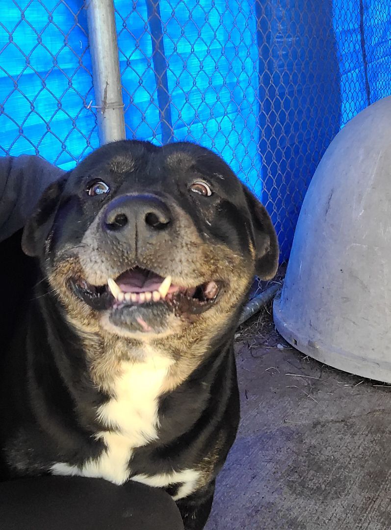 Enlarge Gip, a Adopted mixed breed in McCrory, AR image 2/8