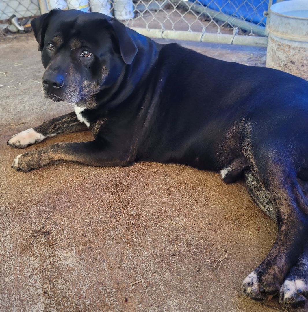 Enlarge Gip, a Adopted mixed breed in McCrory, AR image 3/8