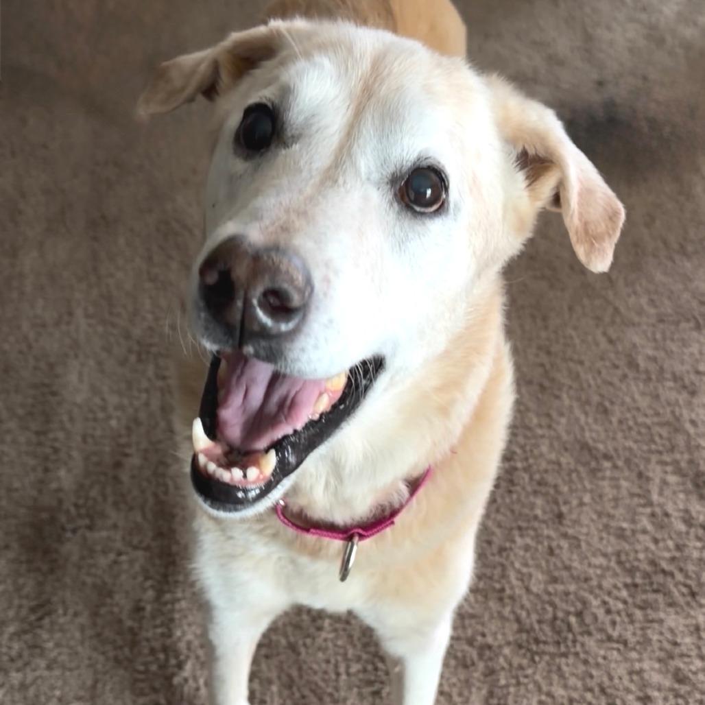 Scout, Adoptable, Senior Female Labrador Retriever.