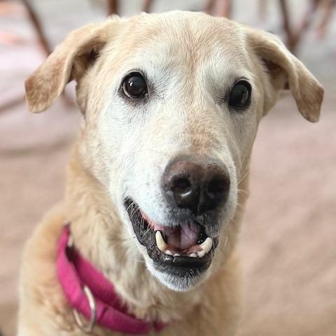 Enlarge Scout, a Adoptable Labrador Retriever in Kansas City, MO image 2/6