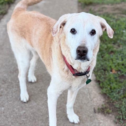 Enlarge Scout, a Adoptable Labrador Retriever in Kansas City, MO image 3/6