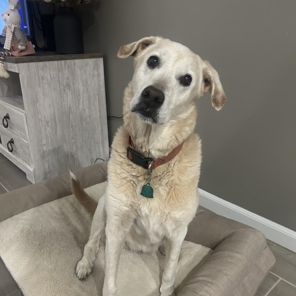 Enlarge Scout, a Adoptable Labrador Retriever in Kansas City, MO image 5/6
