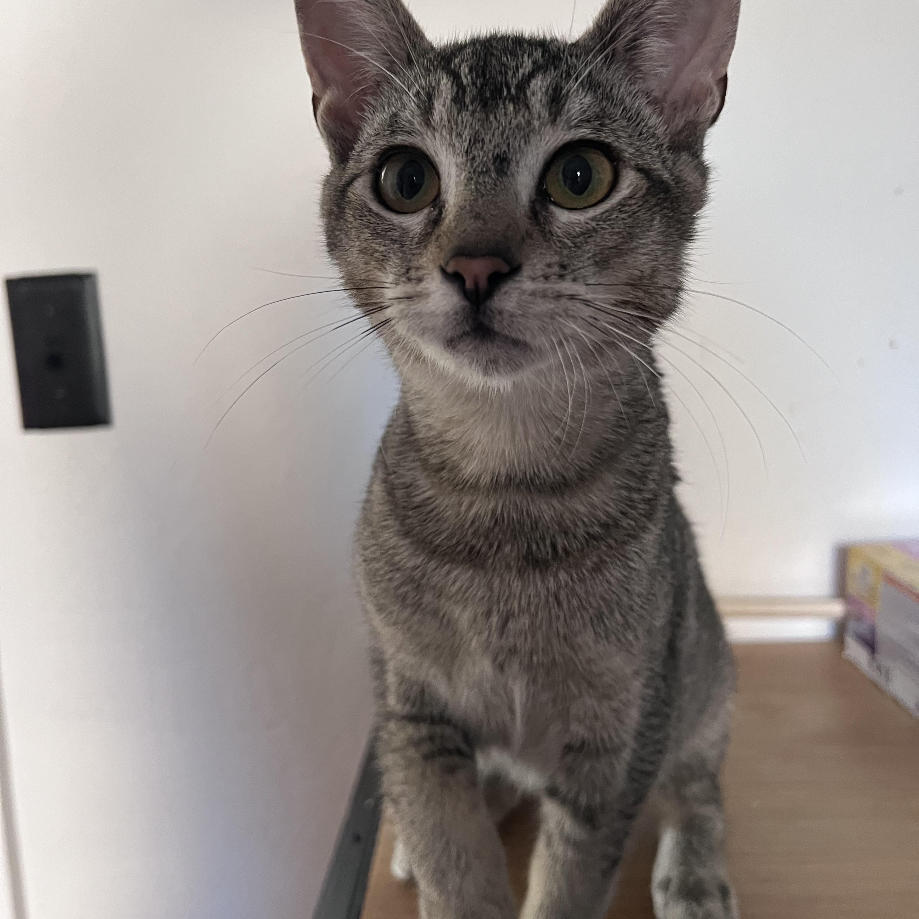 Enlarge Marty, a ADOPTABLE mixed breed in Fairfield, CA image 1/5