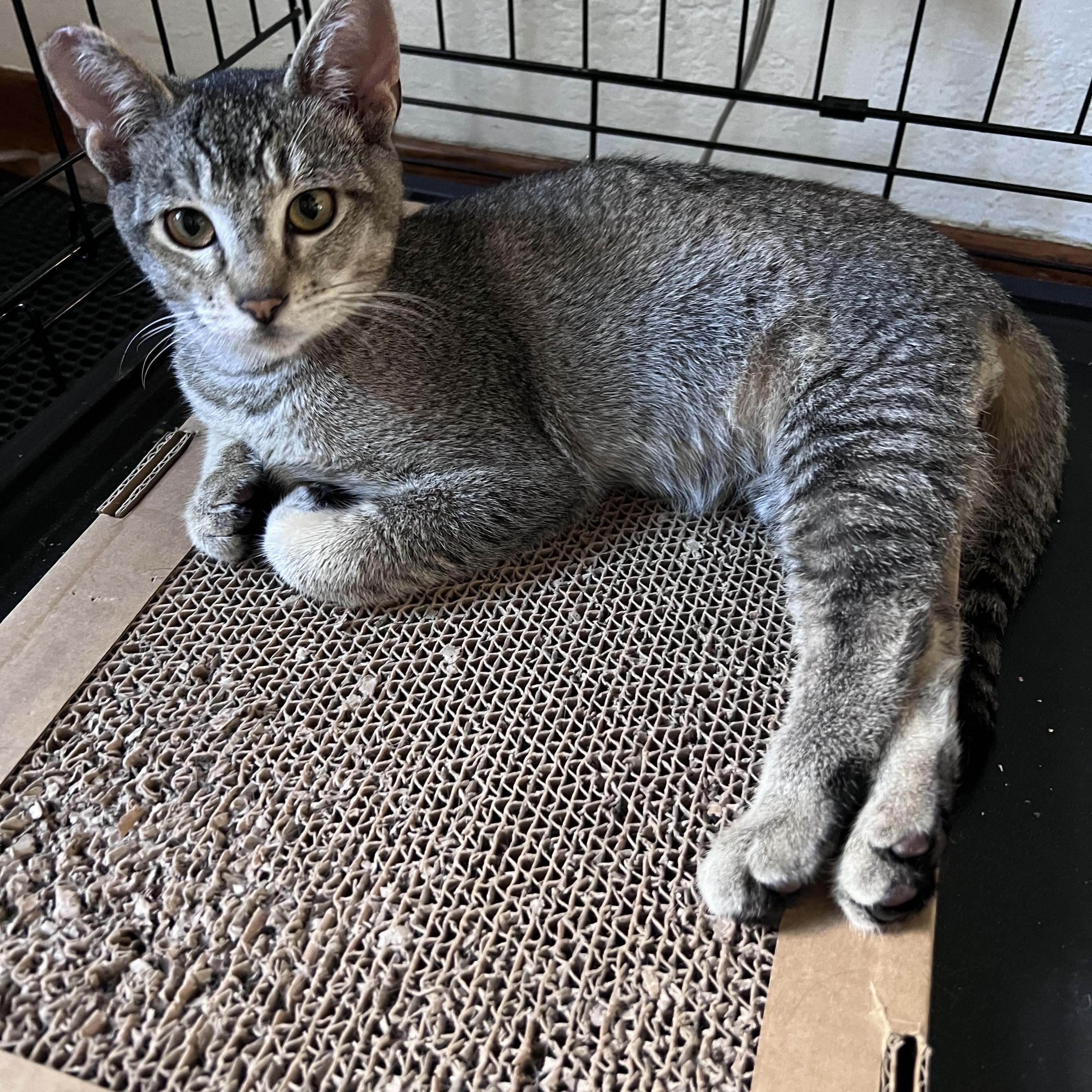 Enlarge Marty, a ADOPTABLE mixed breed in Fairfield, CA image 3/5