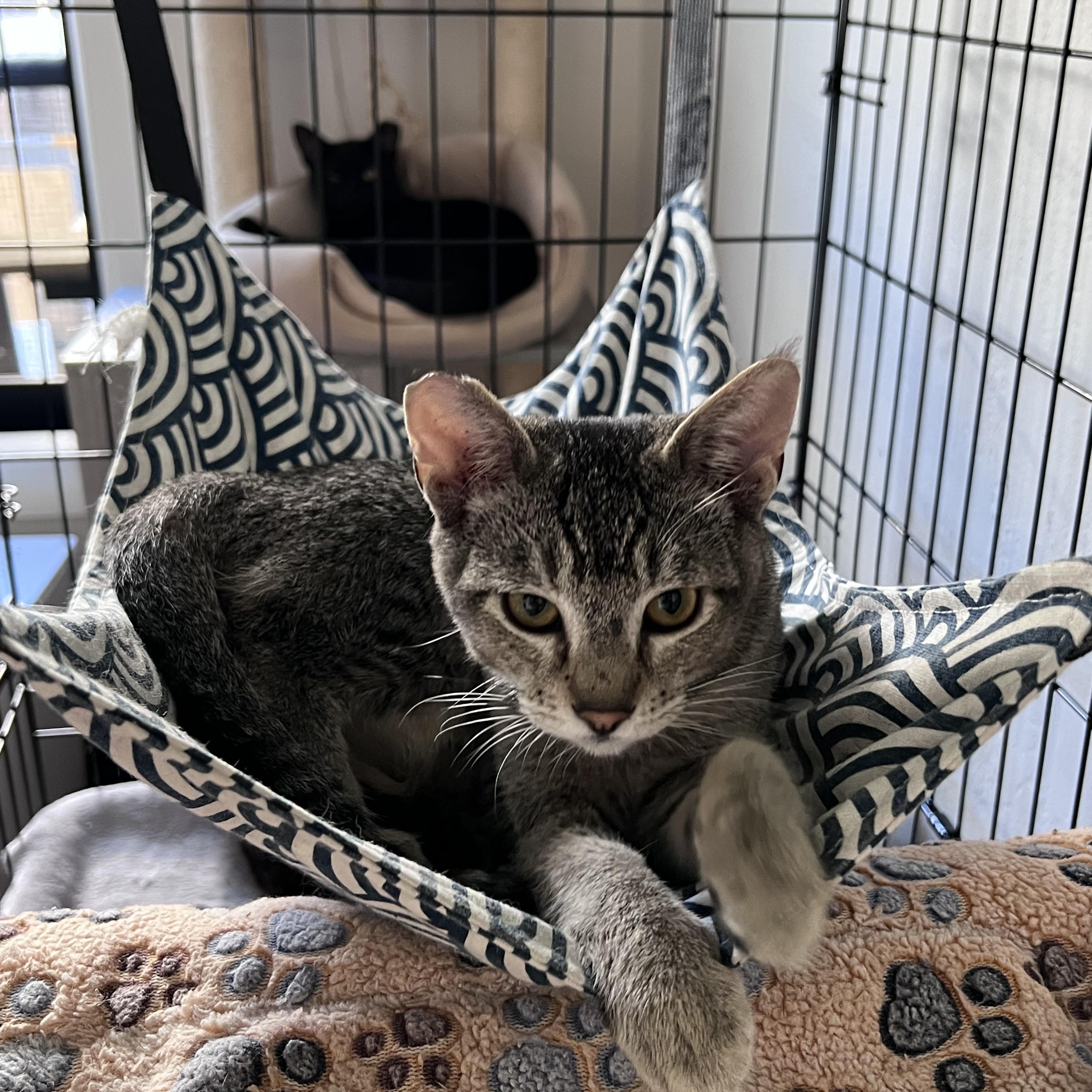 Enlarge Marty, a ADOPTABLE mixed breed in Fairfield, CA image 4/5