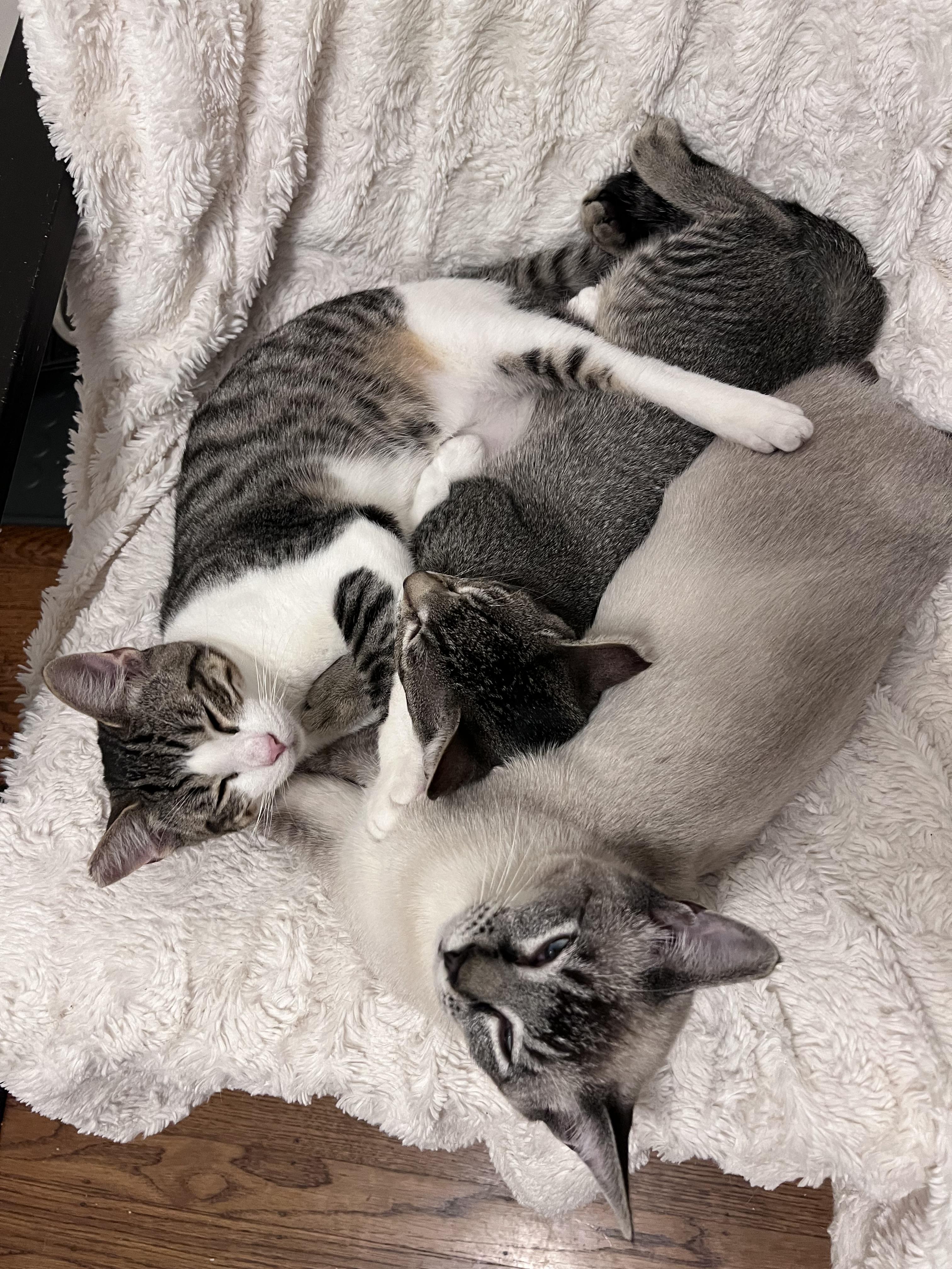 Enlarge Marty, a ADOPTABLE mixed breed in Fairfield, CA image 5/5