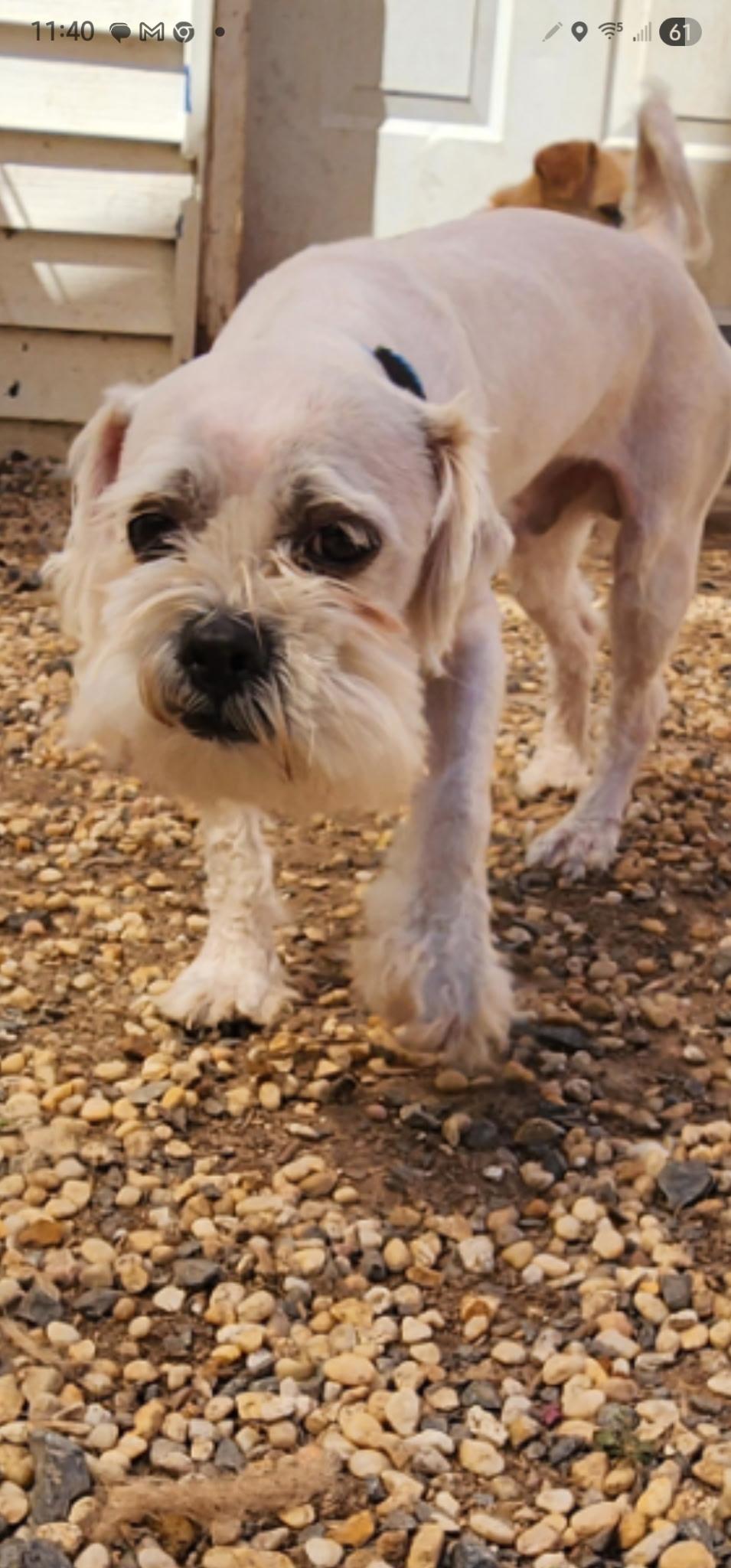 Duces, Adoptable, Adult Male Maltipoo & Shih Tzu.