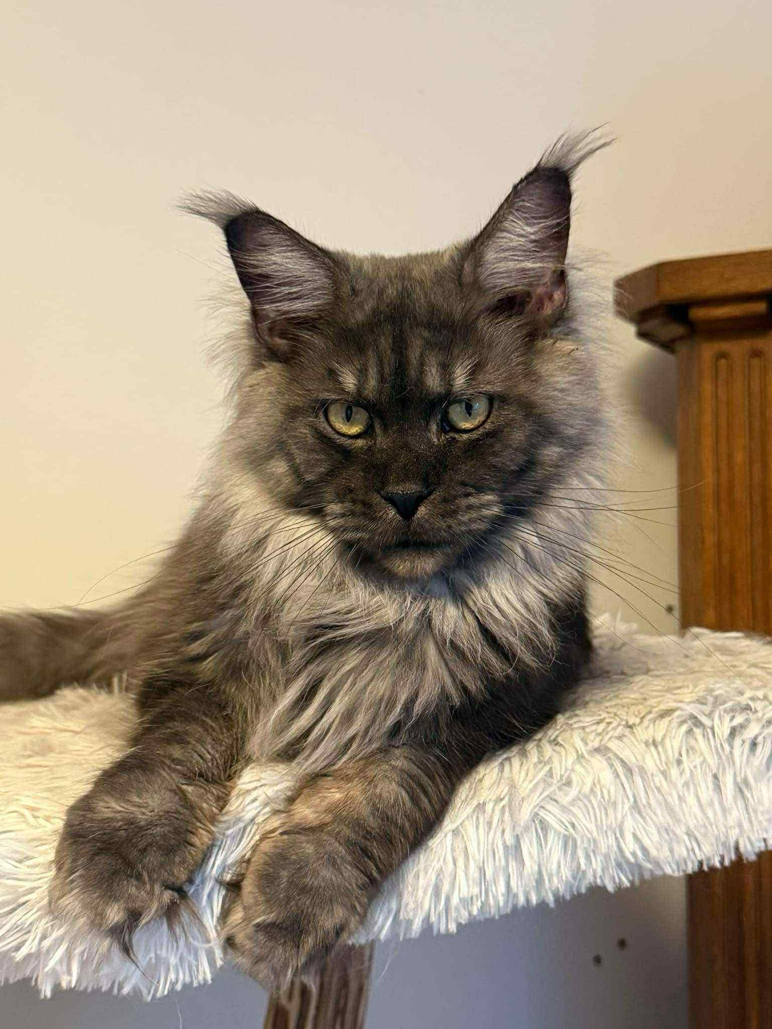 BERT, Adopted, Adult Male Maine Coon.