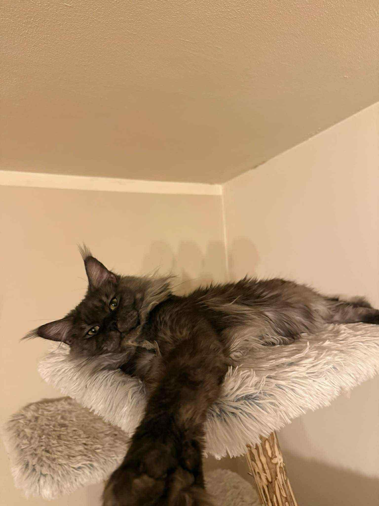 Enlarge BERT, a Adopted Maine Coon in Northlake, IL image 2/2