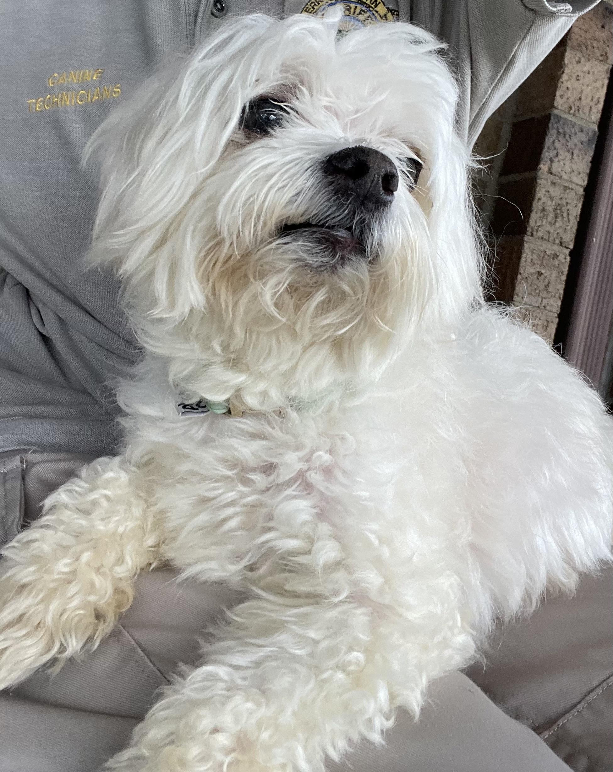 Enlarge Bob ADOPTED, an adopted Shih Tzu in Canton, OH image 1/3
