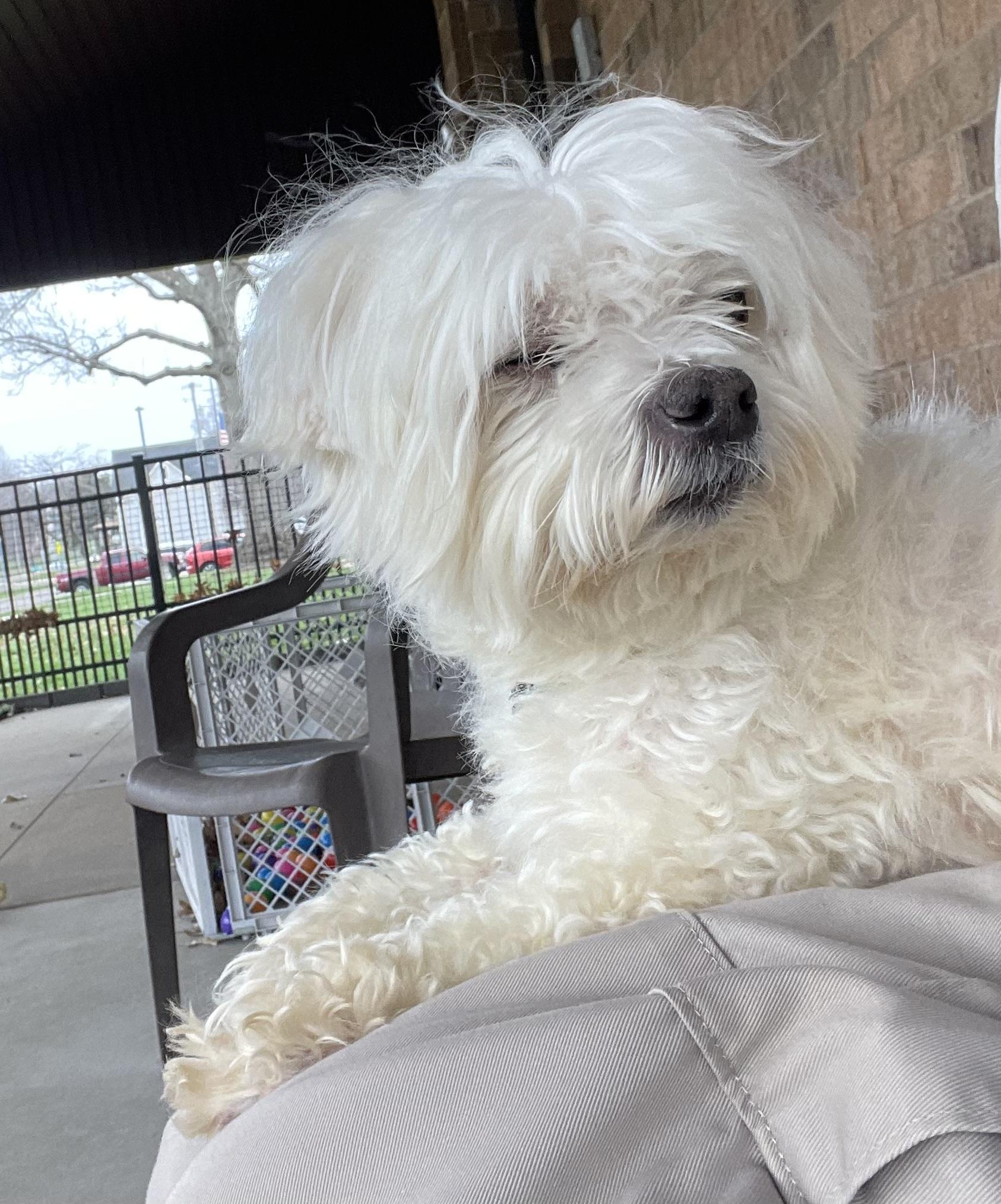 Enlarge Bob ADOPTED, an adopted Shih Tzu in Canton, OH image 2/3