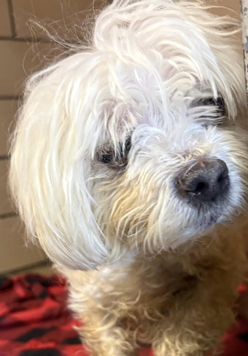 Enlarge Bob ADOPTED, an adopted Shih Tzu in Canton, OH image 3/3