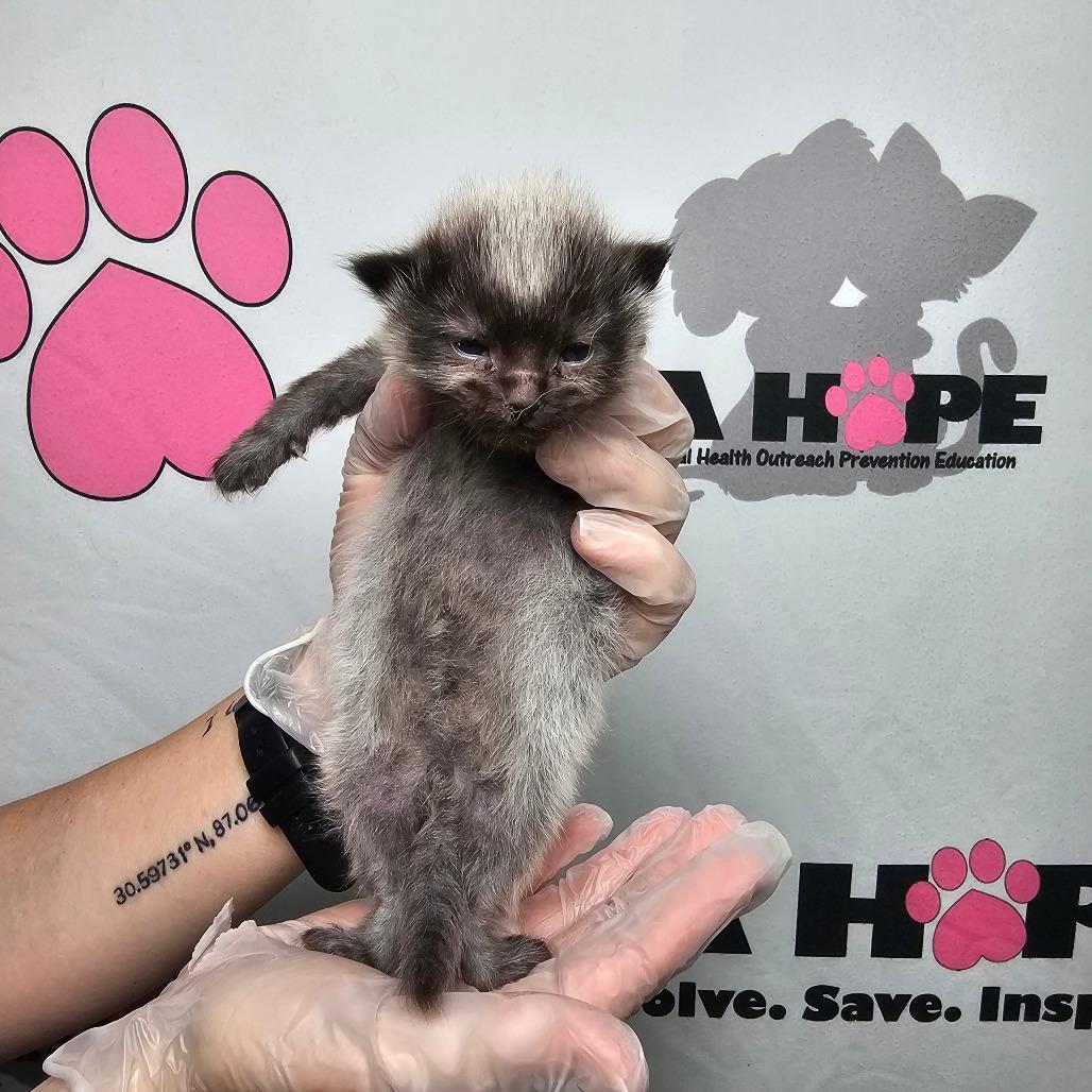 Enlarge Rook, a Adoptable mixed breed in Milton, FL image 1/5