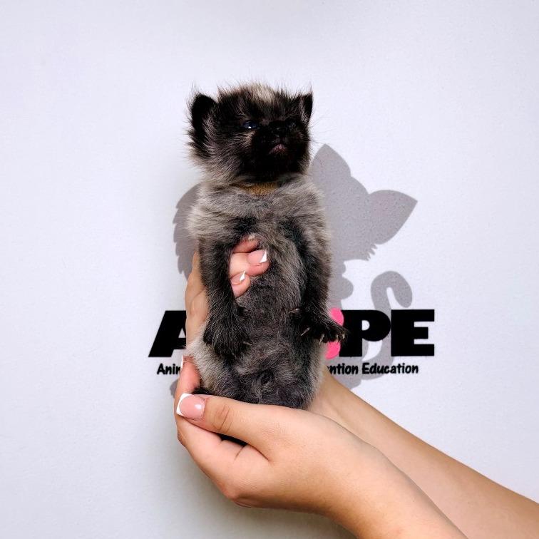 Enlarge Rook, a Adoptable mixed breed in Milton, FL image 4/5