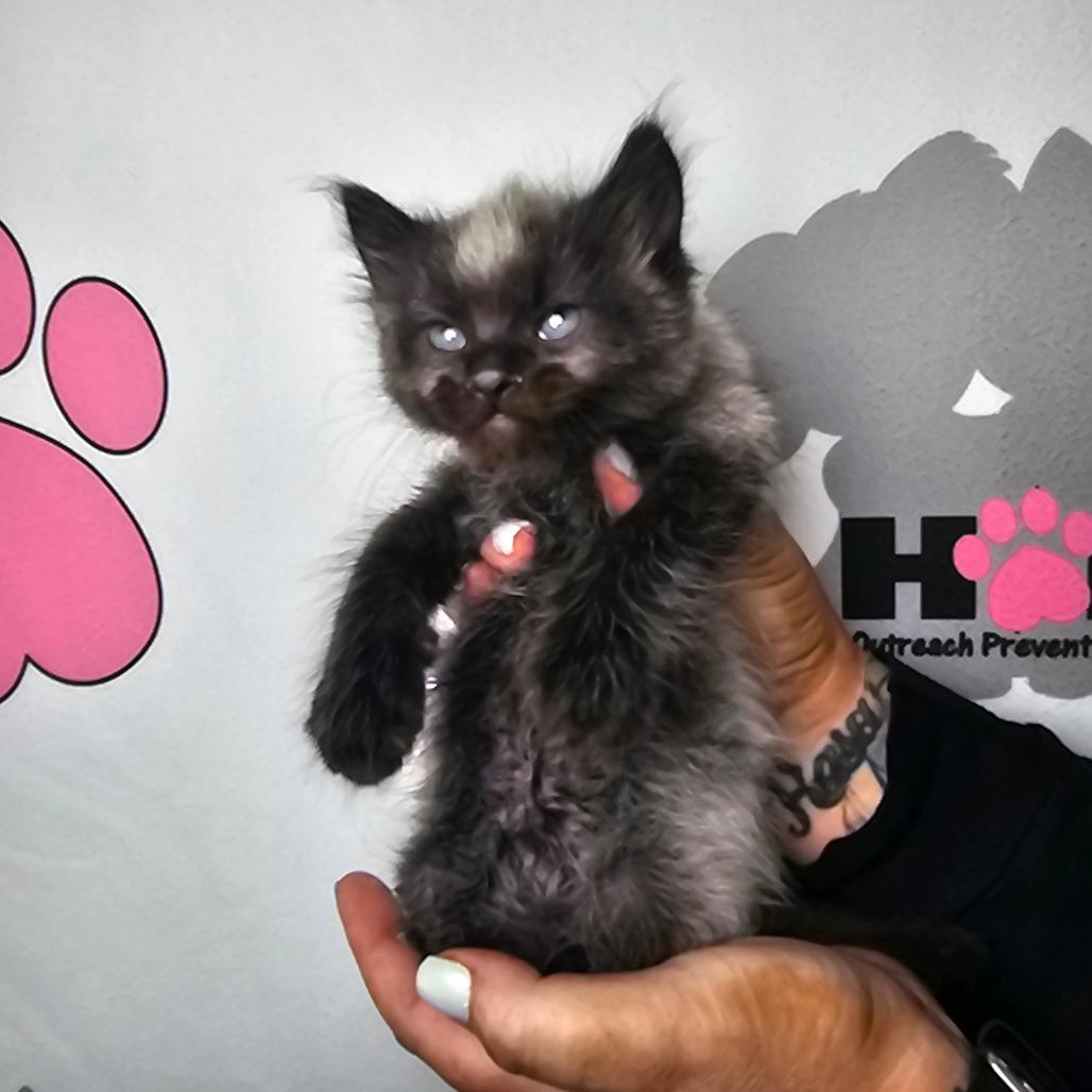 Enlarge Rook, a Adoptable mixed breed in Milton, FL image 5/6