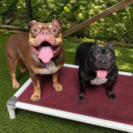 Enlarge Bentley, a Adoptable Mixed Breed in Hopkinton, MA image 2/6