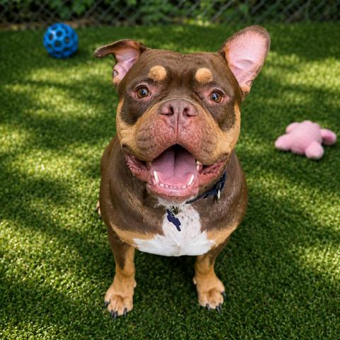 Enlarge Bentley, a Adoptable Mixed Breed in Hopkinton, MA image 3/6