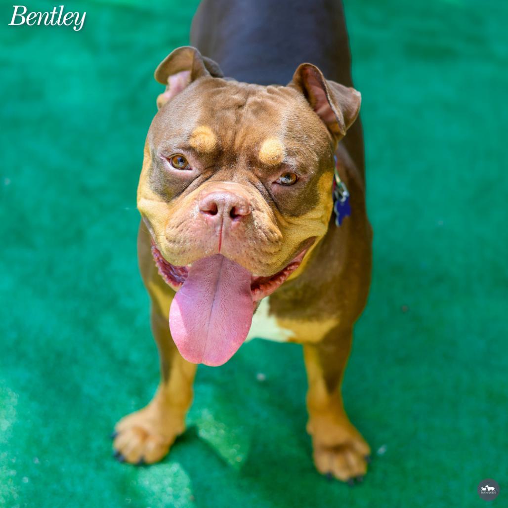 Enlarge Bentley, a Adoptable Mixed Breed in Hopkinton, MA image 4/6