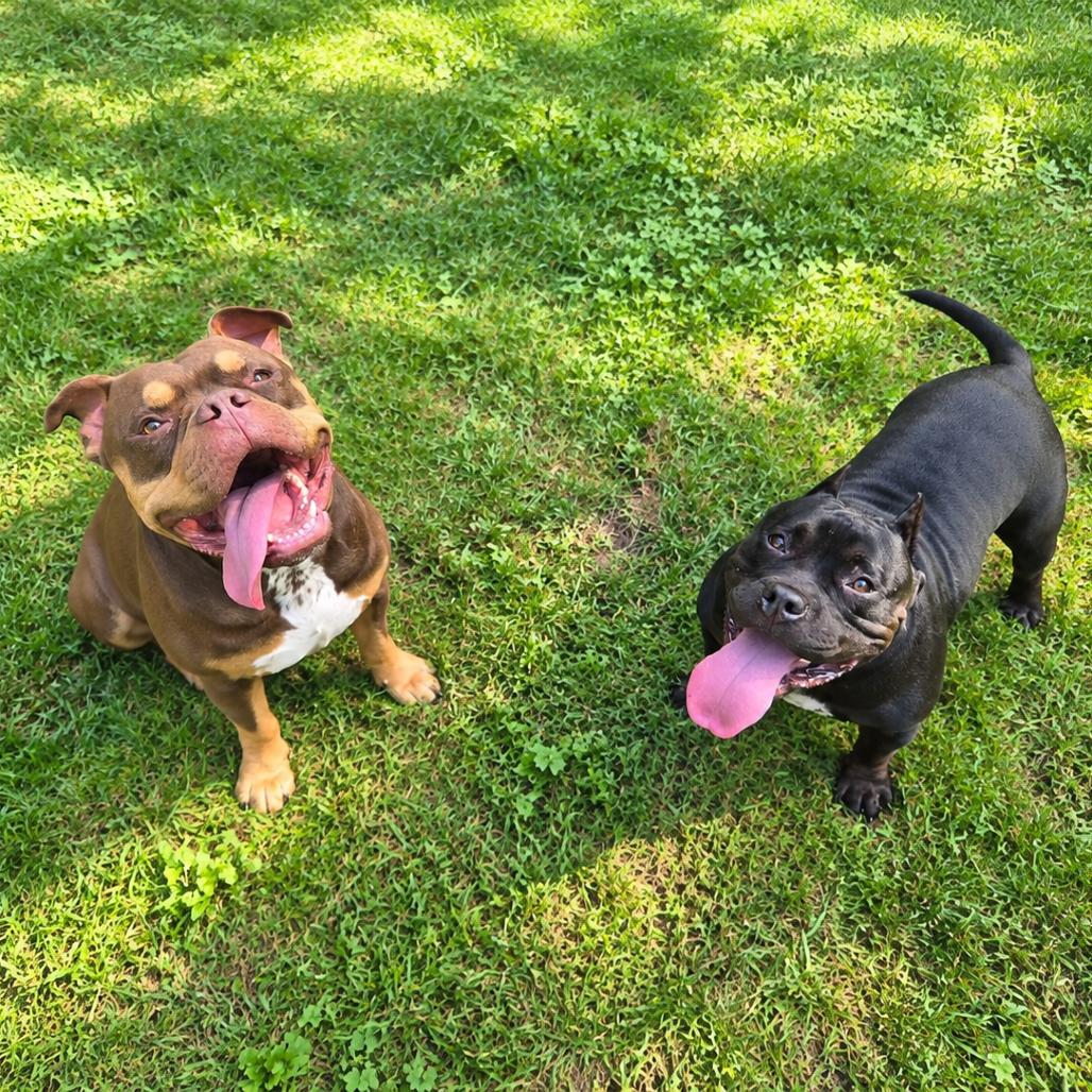 Enlarge Bentley, a Adoptable Mixed Breed in Hopkinton, MA image 5/6