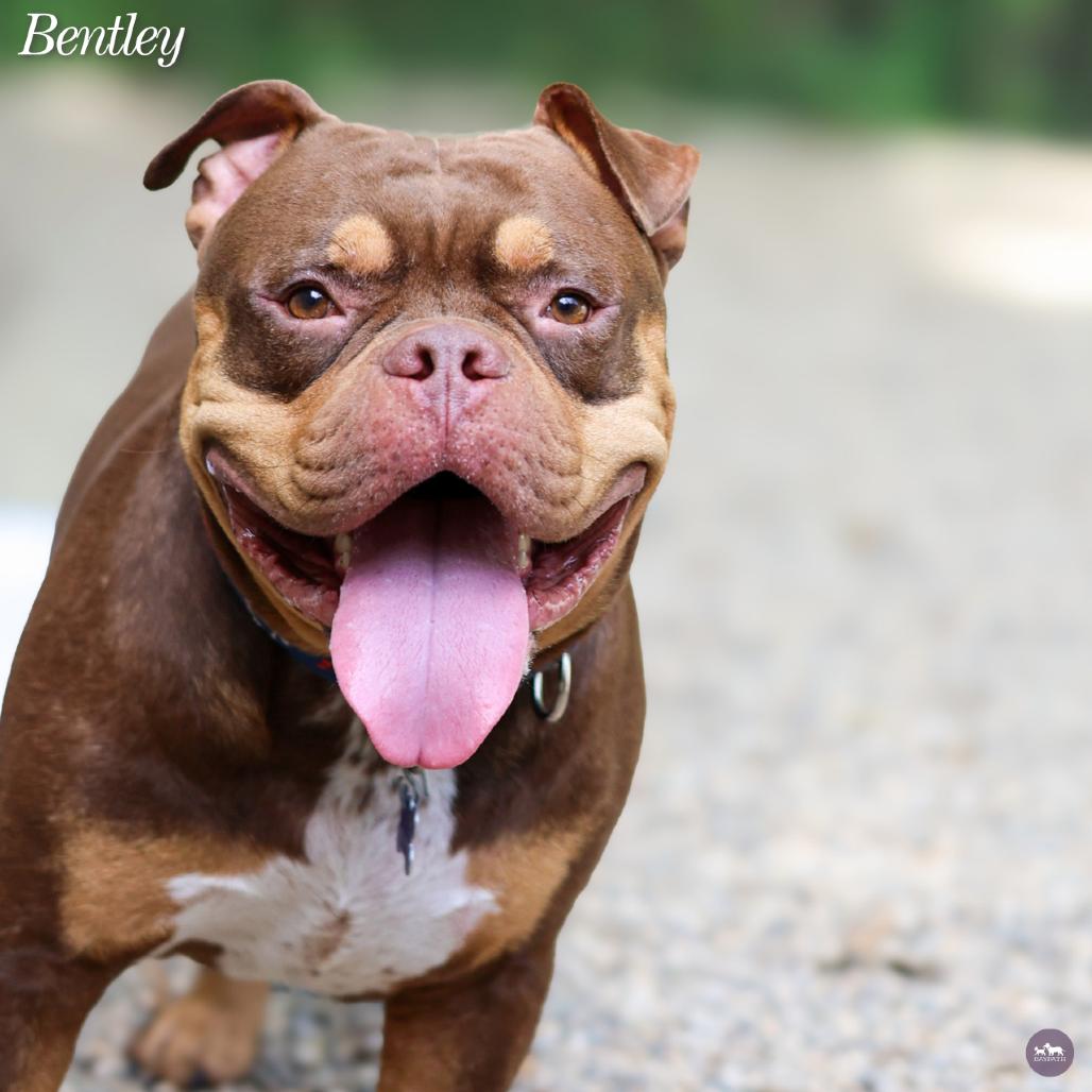 Enlarge Bentley, a Adoptable Mixed Breed in Hopkinton, MA image 6/6