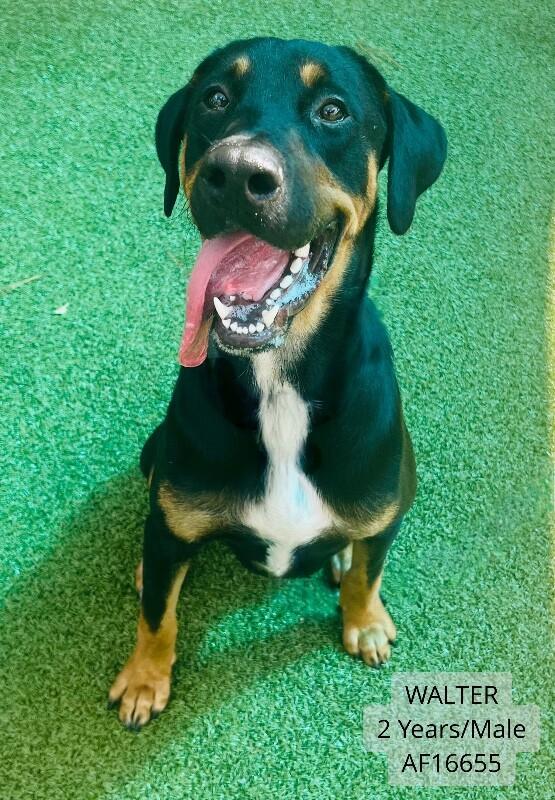 Enlarge Walter, a Adoptable mixed breed in Supply, NC image 1/1