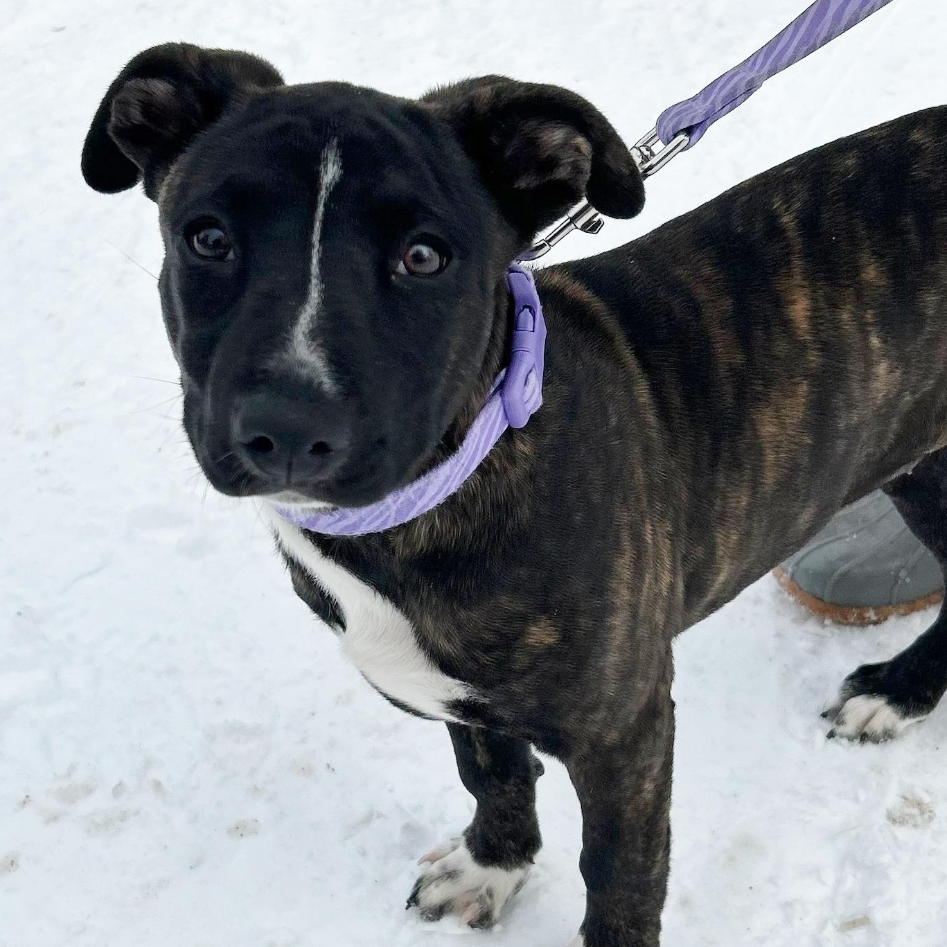 Enlarge Nova, an adopted mixed breed in Traverse City, MI image 1/1