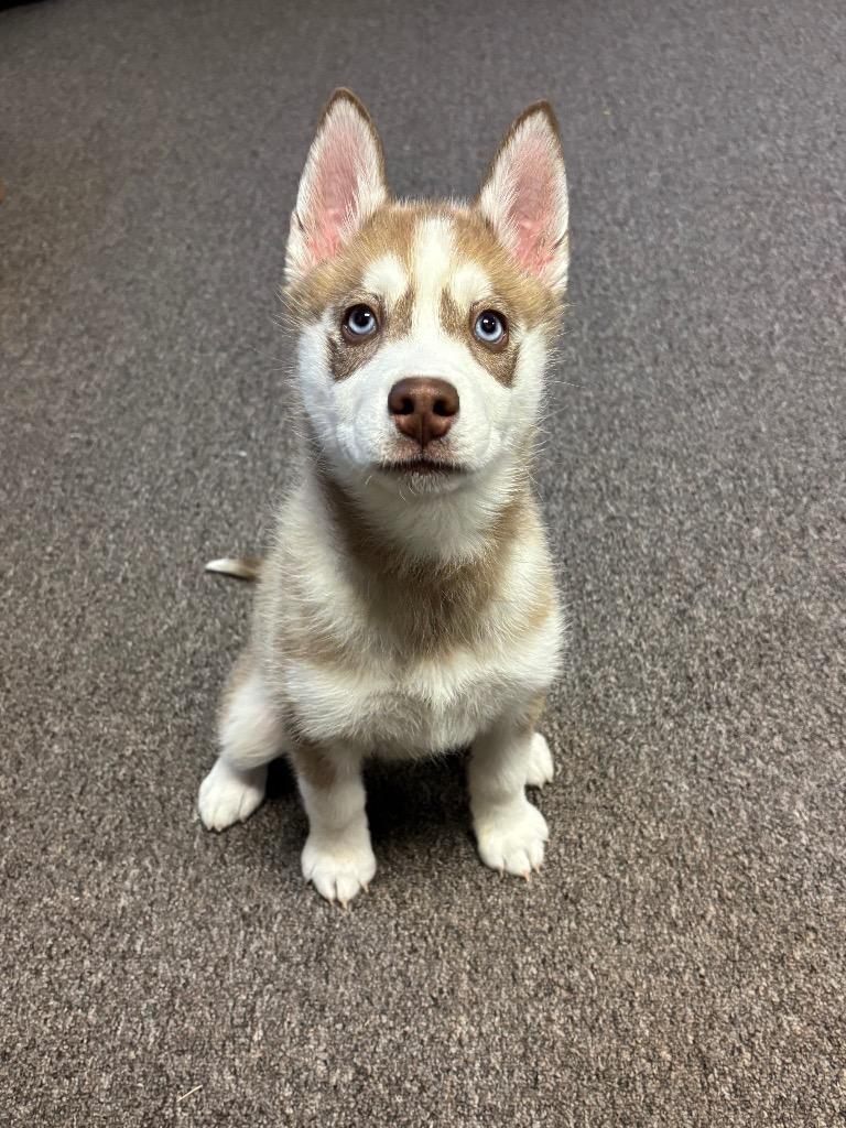 Enlarge Clover, a Adopted Siberian Husky in Red Oak, TX image 1/1