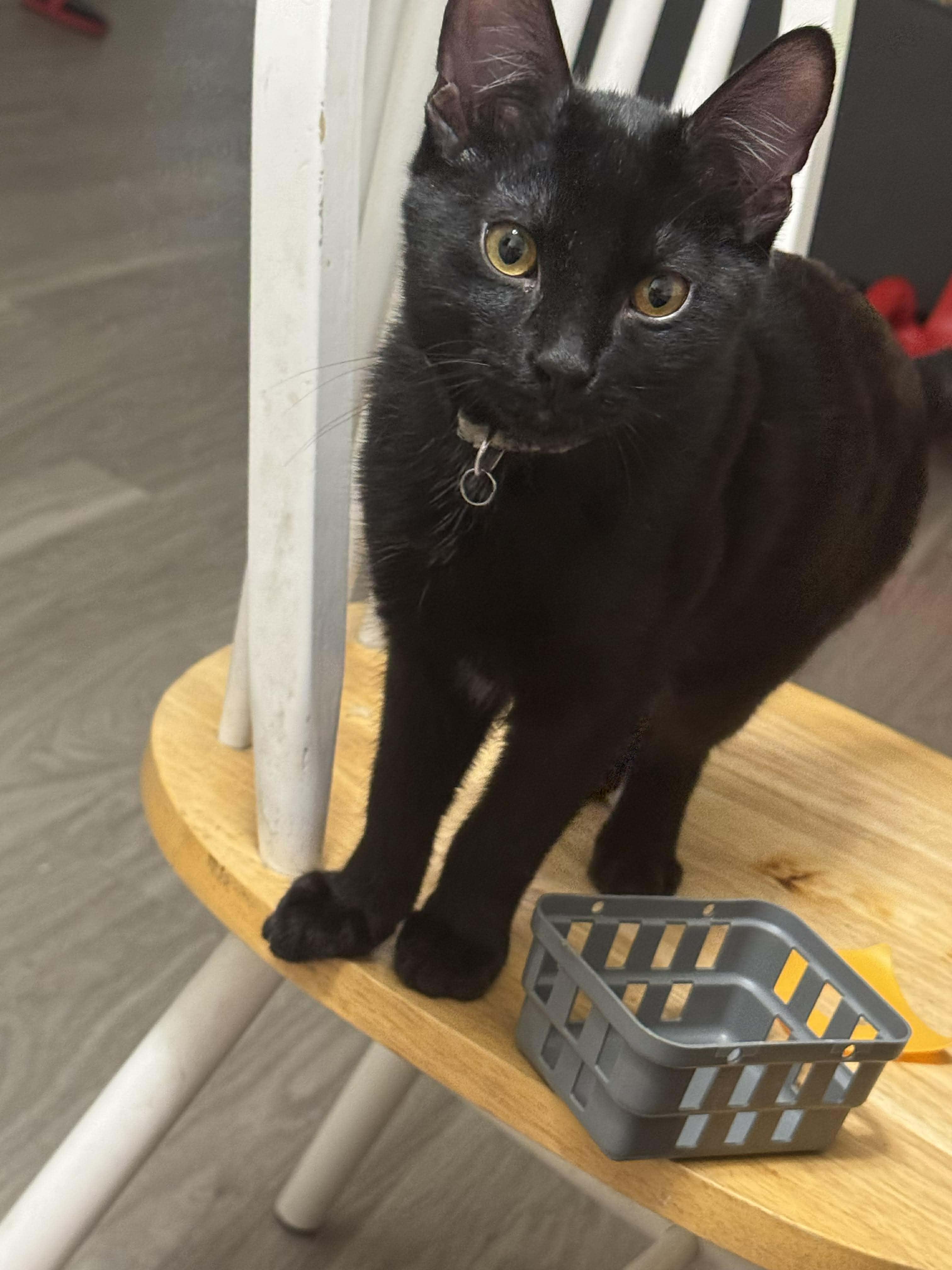 Enlarge Archie, a ADOPTABLE Domestic Short Hair in Las Vegas, NV image 2/3