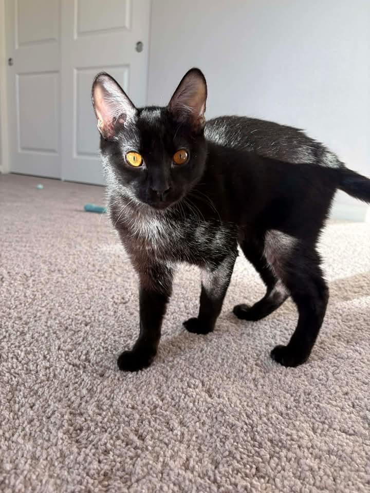 Enlarge Archie, a ADOPTABLE Domestic Short Hair in Las Vegas, NV image 1/4