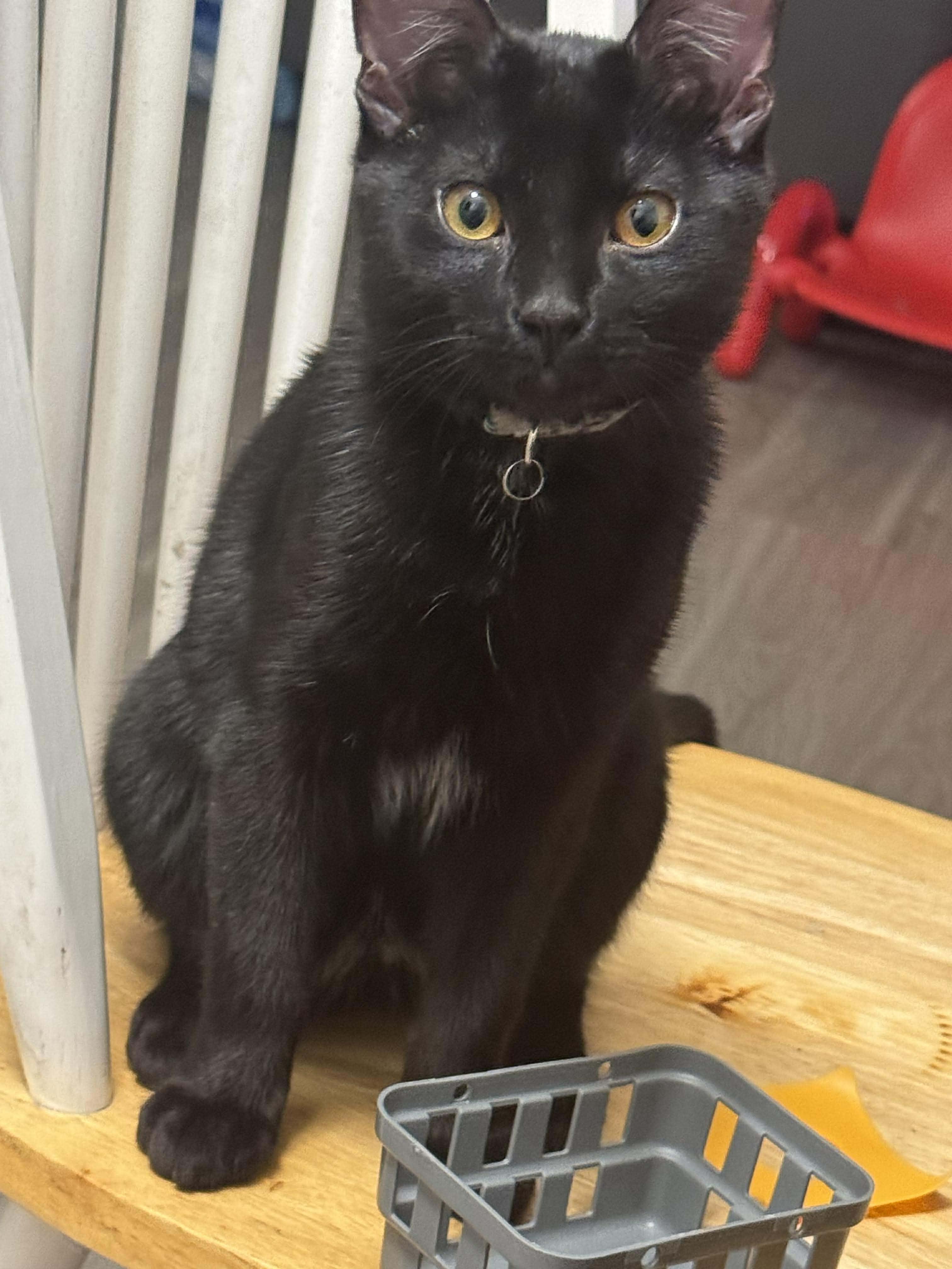 Archie, ADOPTABLE, Young Male Domestic Short Hair.