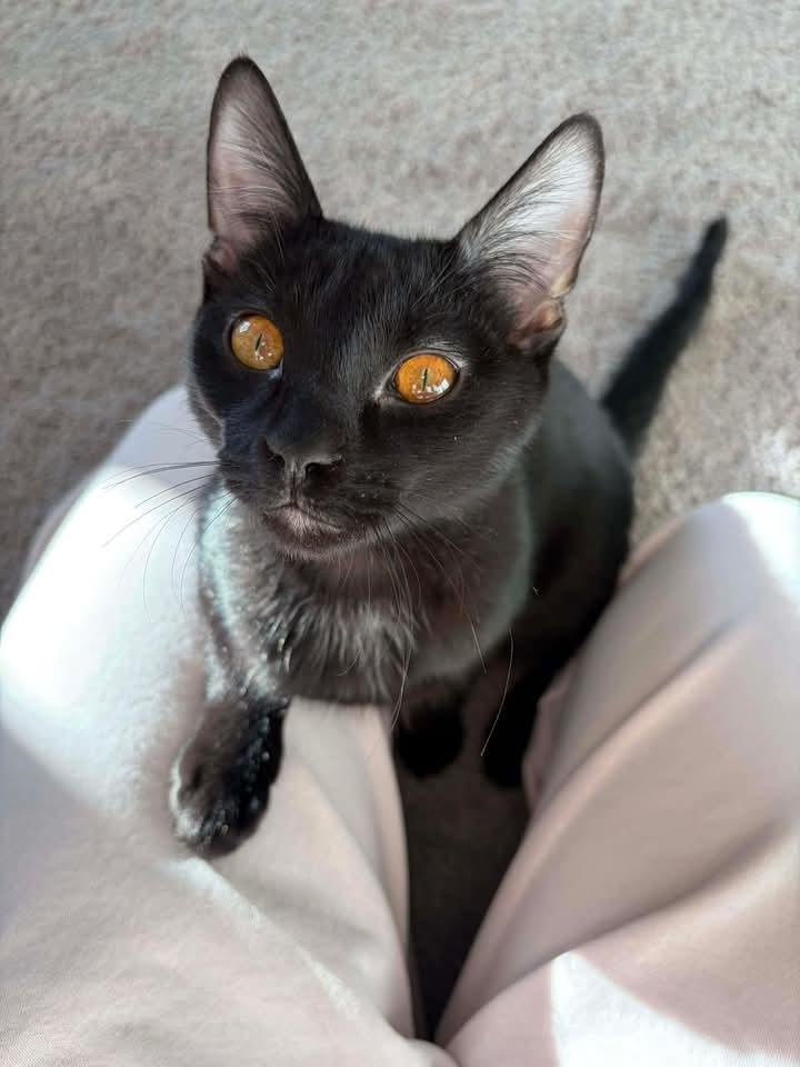 Enlarge Archie, a ADOPTABLE Domestic Short Hair in Las Vegas, NV image 2/4