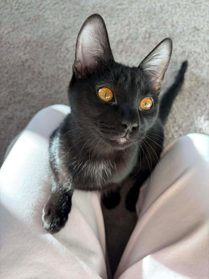 Enlarge Archie, a ADOPTABLE Domestic Short Hair in Las Vegas, NV image 3/4