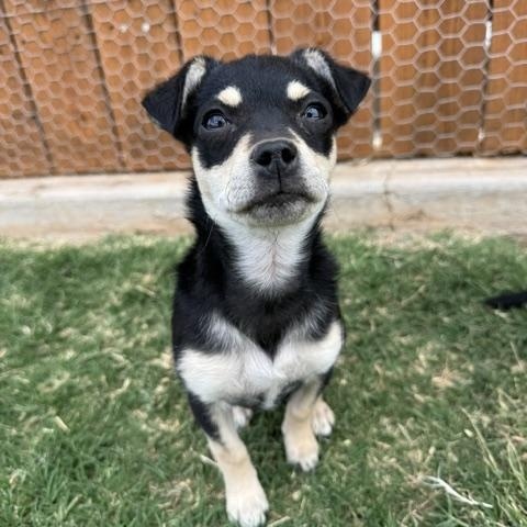 Via, an adopted mixed breed in Nanuet, NY image 4/4