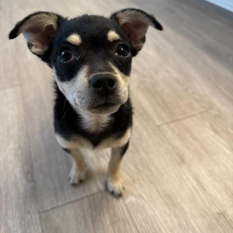 Via, an adopted mixed breed in Nanuet, NY image 3/4