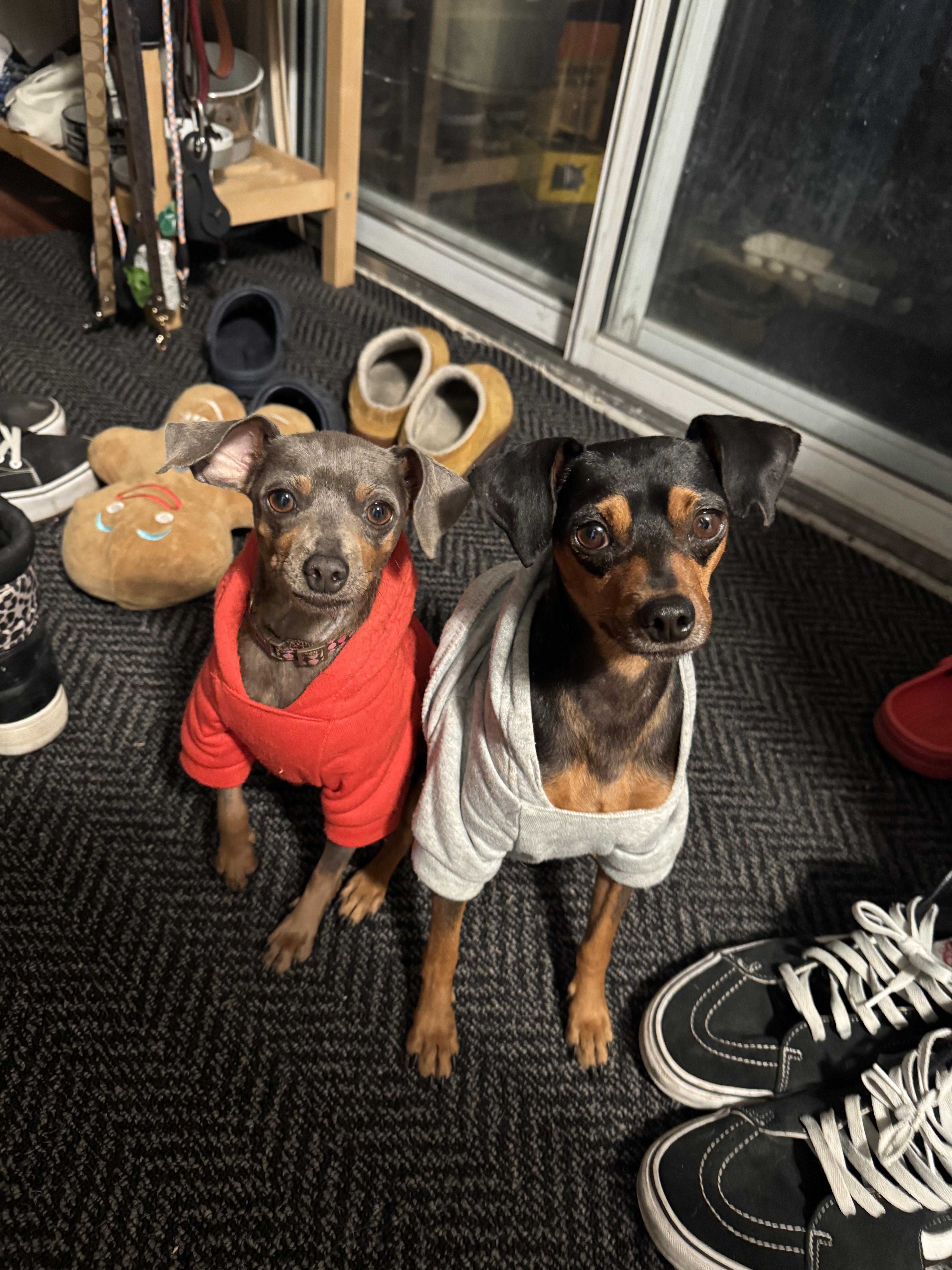 Enlarge NIK (Nikita), a ADOPTABLE mixed breed in Ajax, ON image 4/4