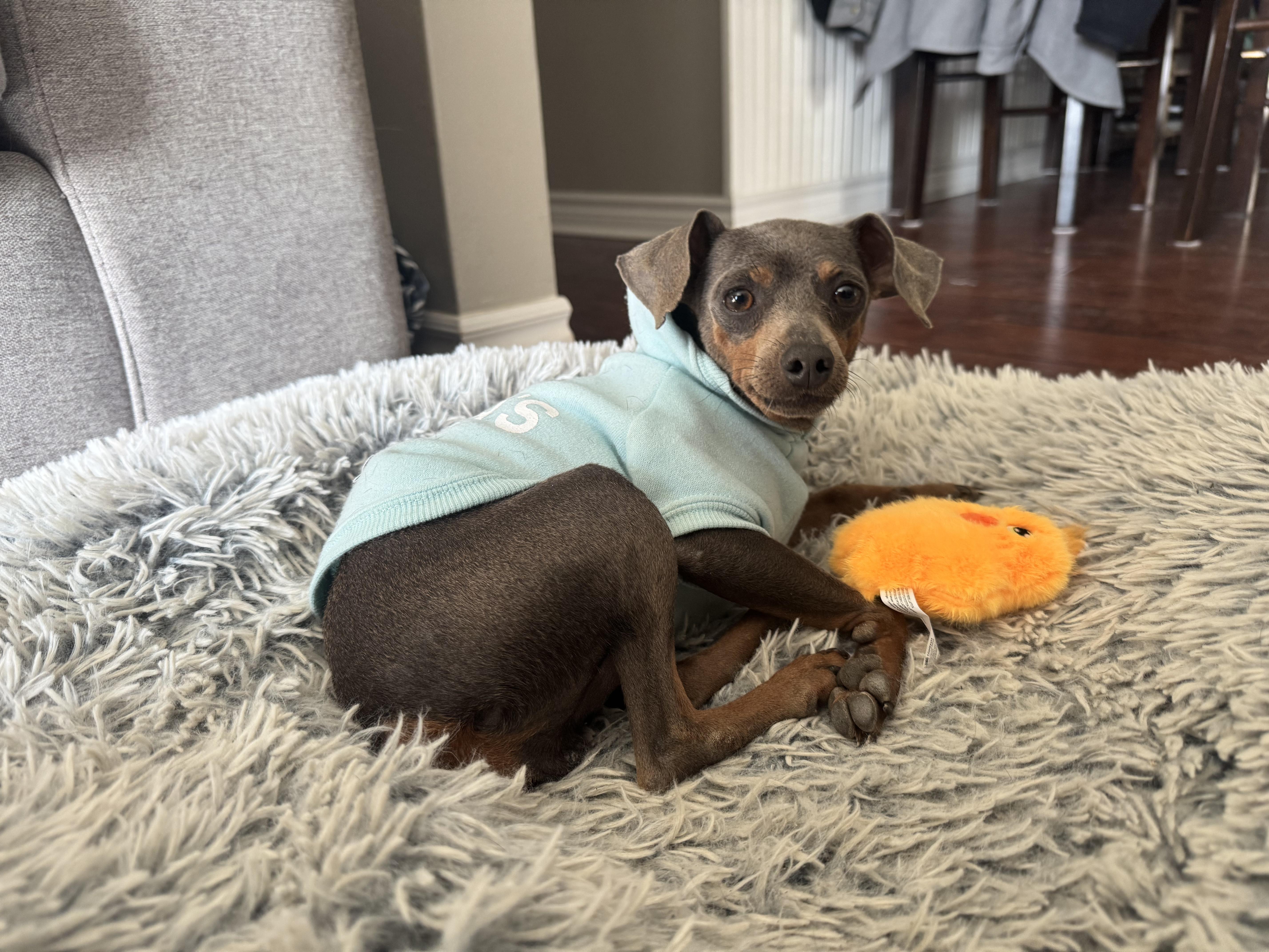 NIK (Nikita), ADOPTABLE, Adult Male Mixed Breed.