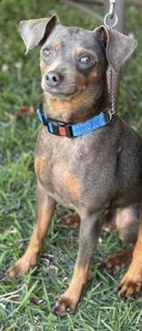 Enlarge NIK (Nikita), a ADOPTABLE mixed breed in Ajax, ON image 3/4