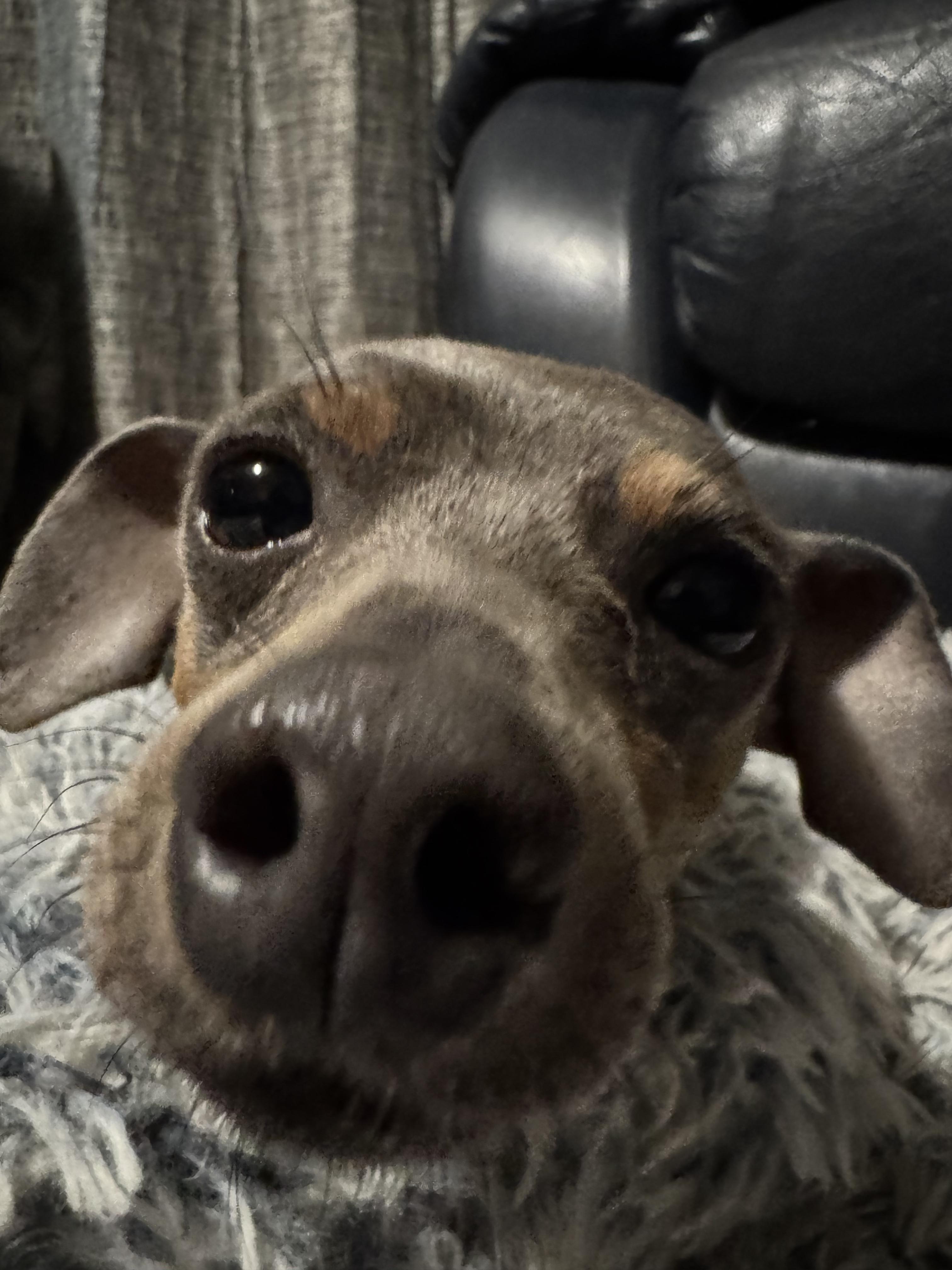 Enlarge NIK (Nikita), a ADOPTABLE mixed breed in Ajax, ON image 2/4