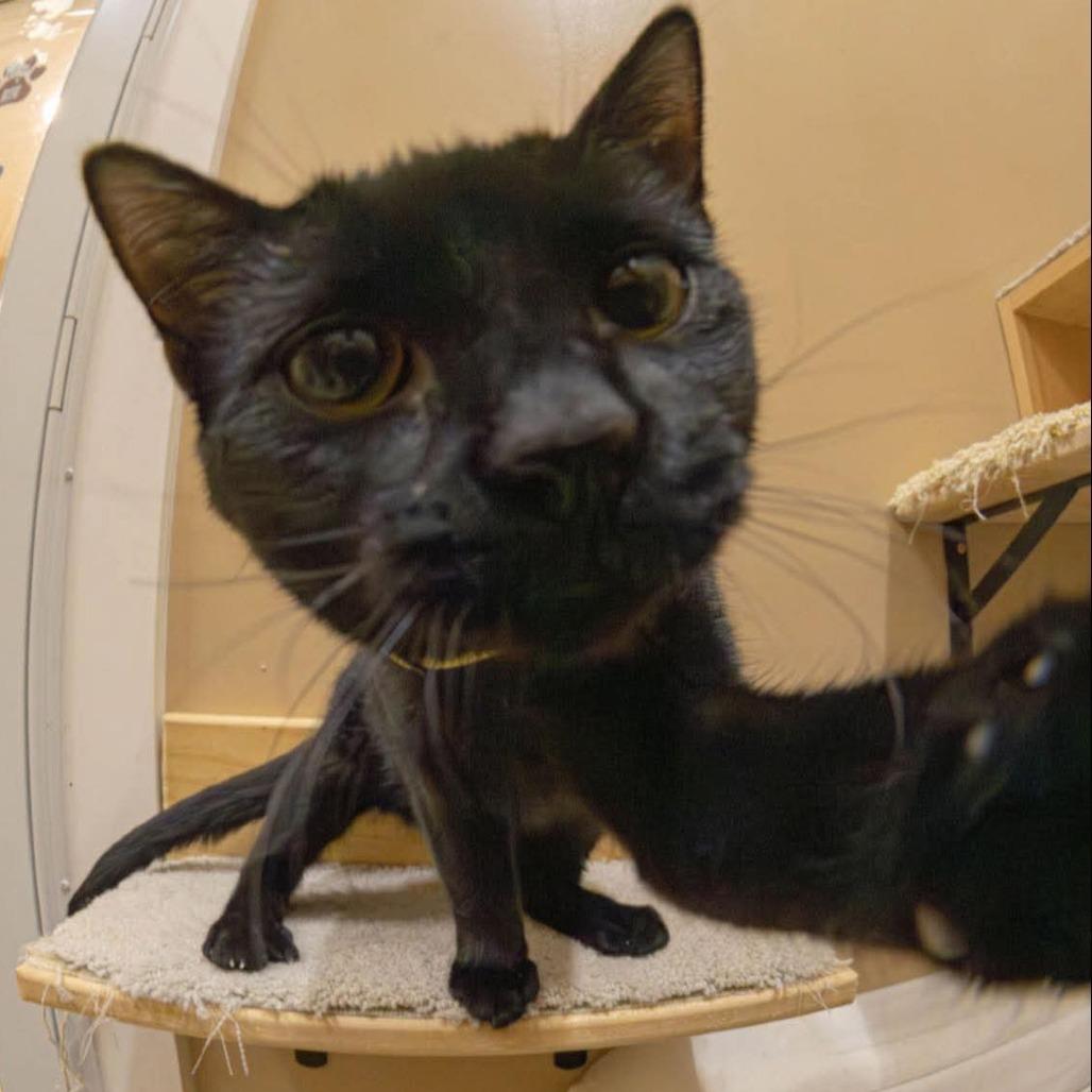 Twilight, Adoptable, Young Female Domestic Short Hair.