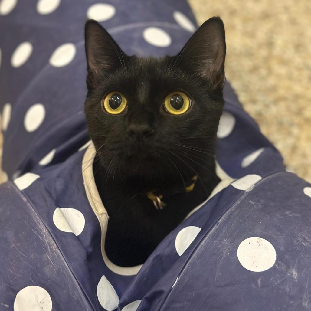Twilight, Adoptable, Young Female Domestic Short Hair.