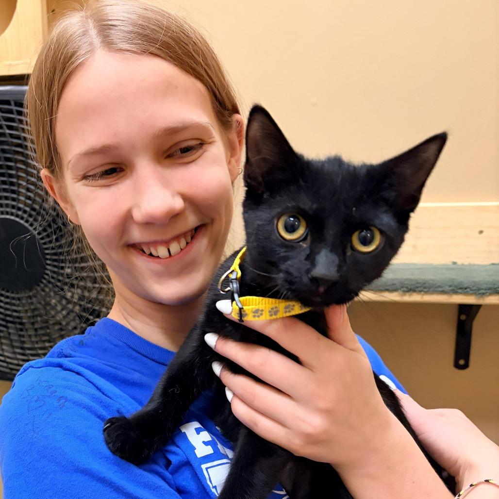 Twilight, Adoptable, Kitten Female Domestic Short Hair.