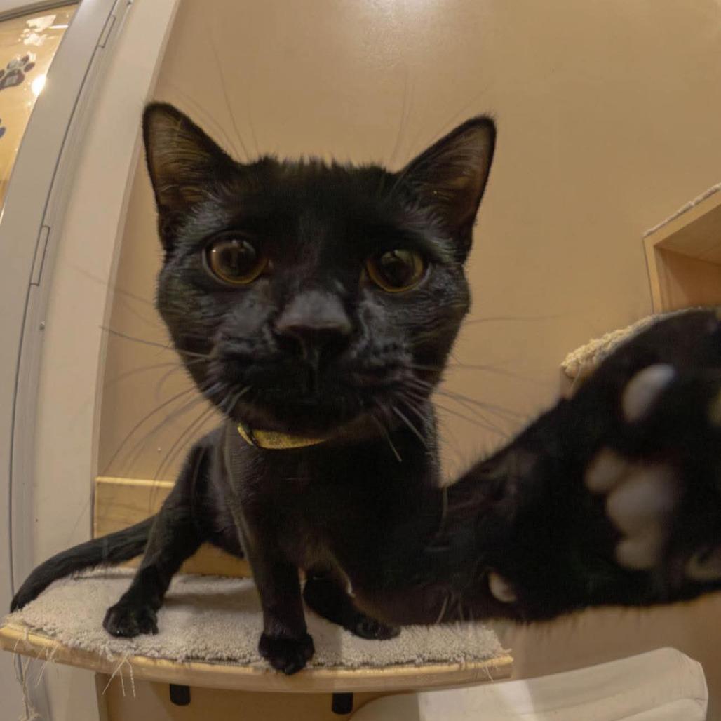 Enlarge Twilight, a Adoptable Domestic Short Hair in Tipton, IN image 3/6