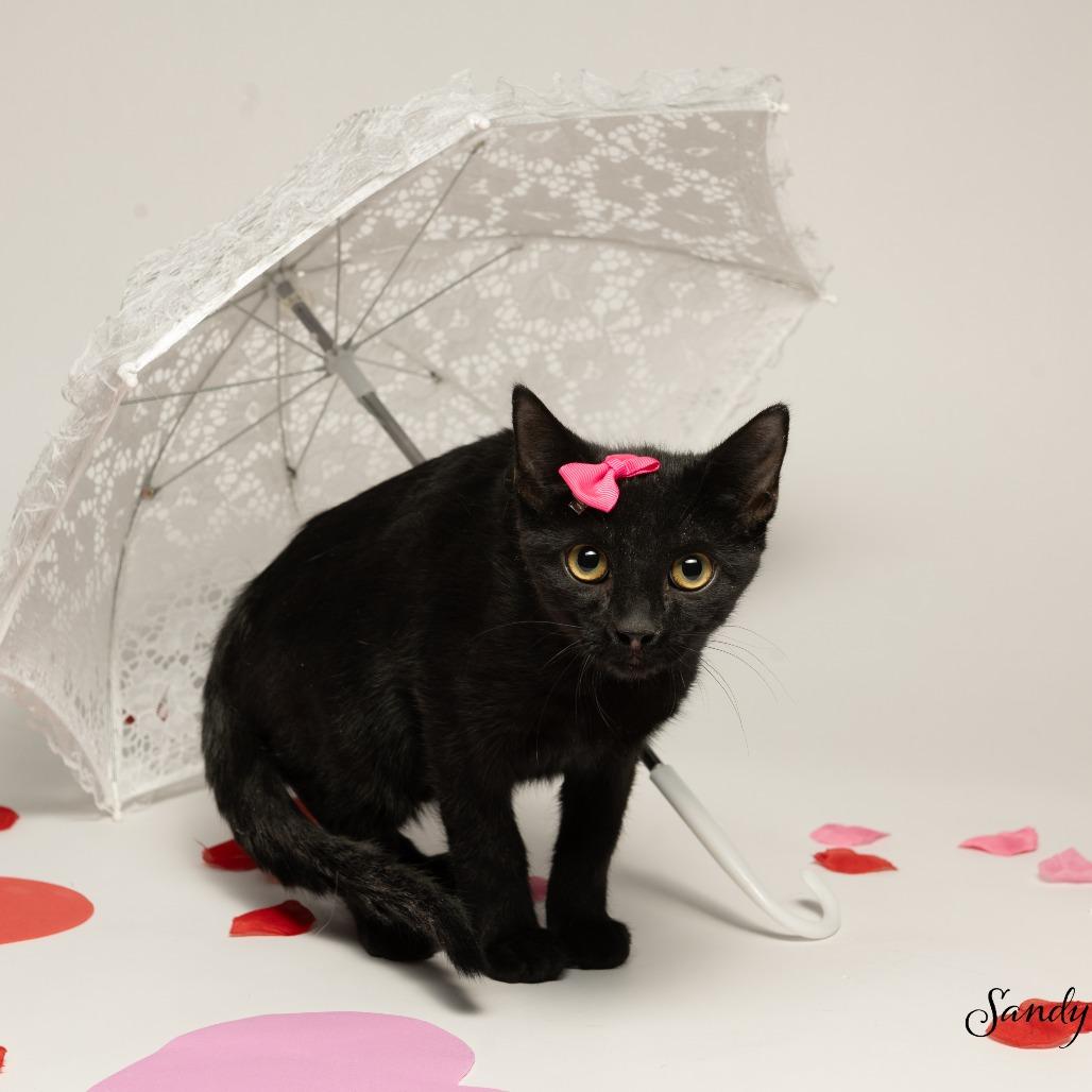 Twilight, a Adoptable Domestic Short Hair in Tipton, IN image 2/4