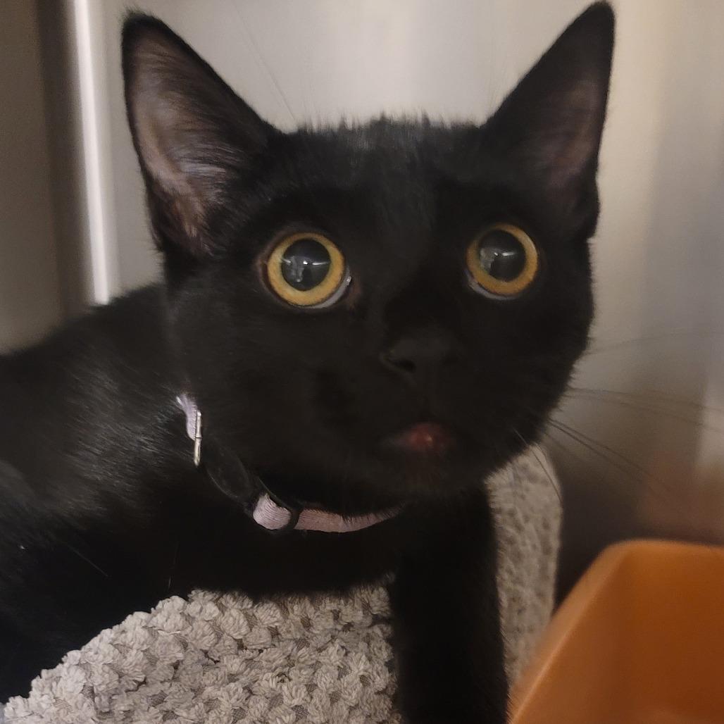 Enlarge Twilight, a Adoptable Domestic Short Hair in Tipton, IN image 1/1