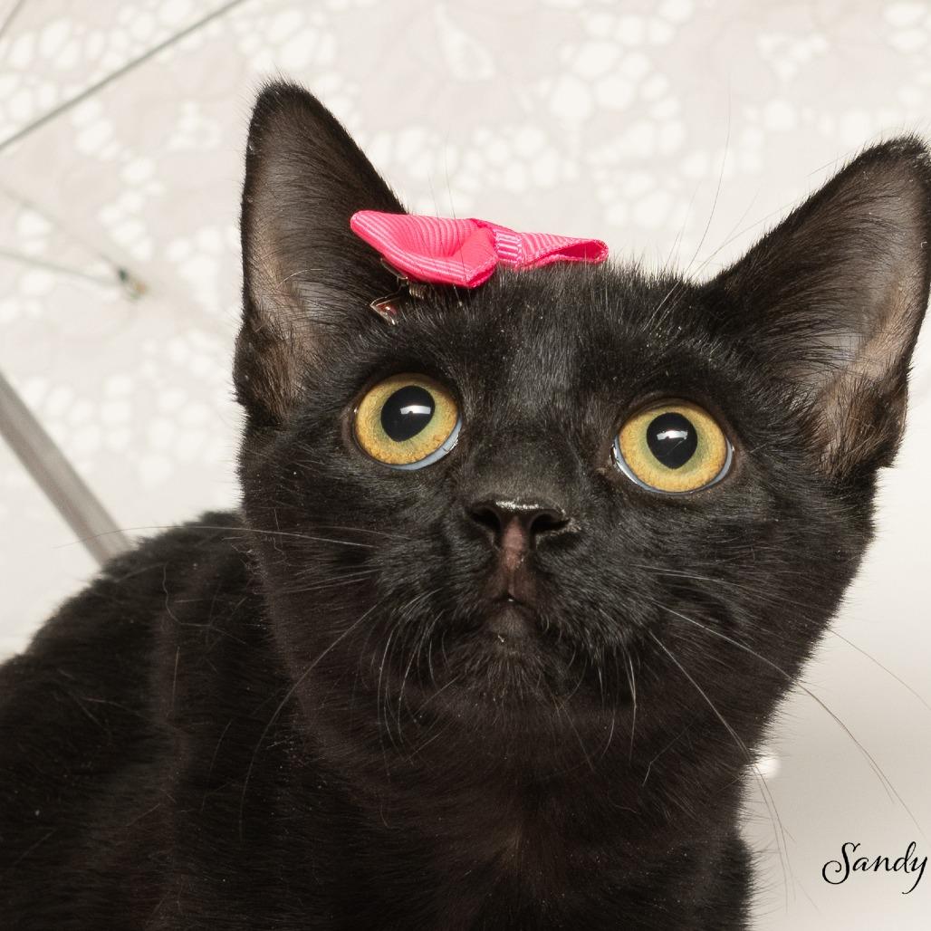 Twilight, a Adoptable Domestic Short Hair in Tipton, IN image 4/4