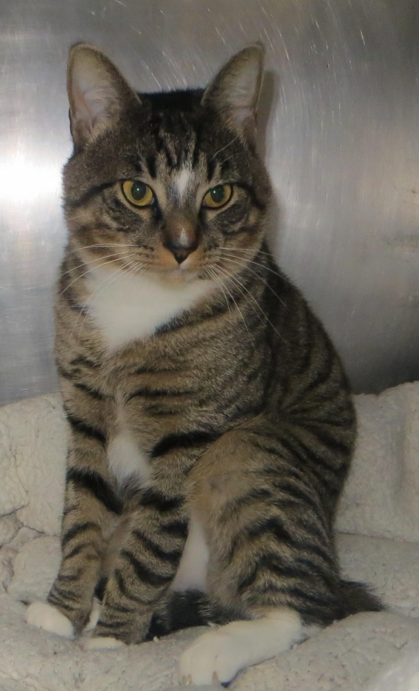 Enlarge AUSTIN, a ADOPTABLE Tabby in Taunton, MA image 6/6