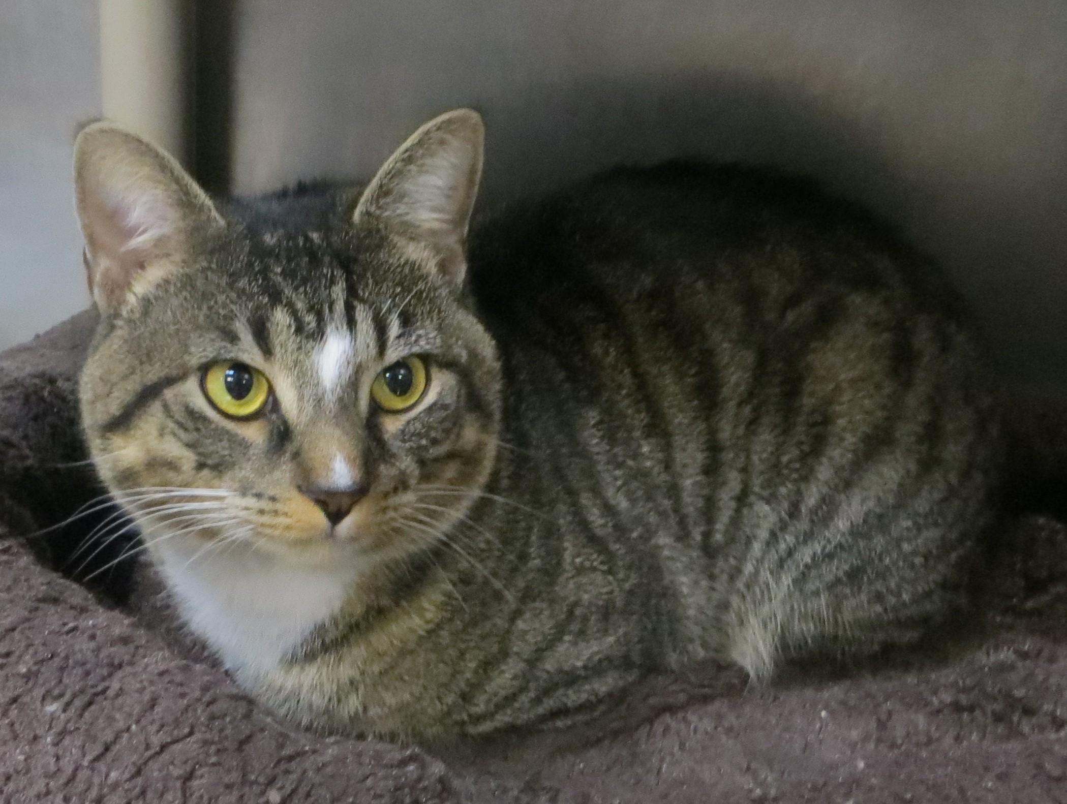 Enlarge AUSTIN, a ADOPTABLE Tabby in Taunton, MA image 3/6