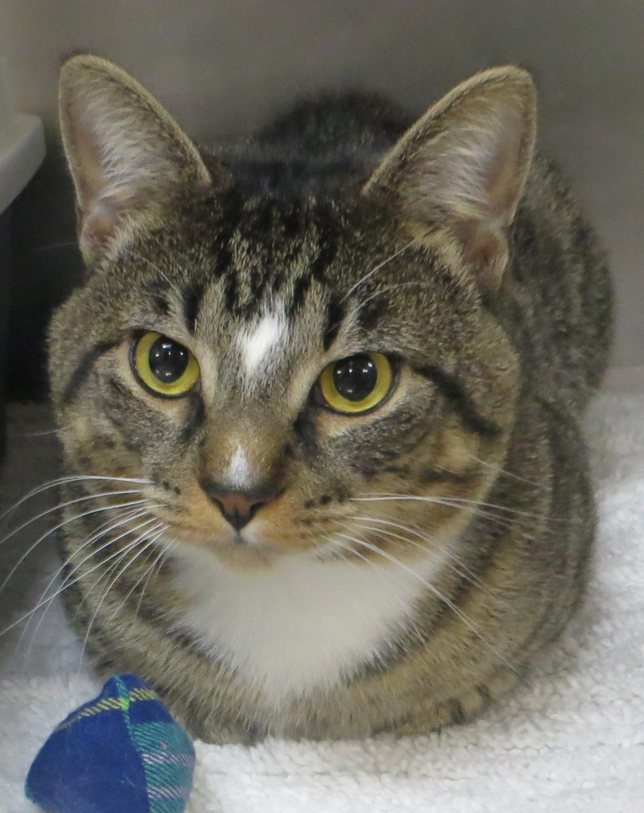 Enlarge AUSTIN, a ADOPTABLE Tabby in Taunton, MA image 4/6